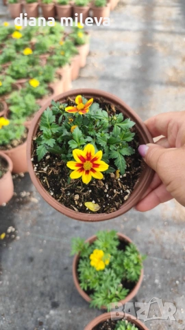 Три различни сорта Биденс!!, снимка 13 - Градински цветя и растения - 54284476