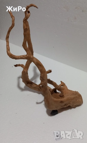 Корен от Азалия /декорация/ 46, снимка 3 - Други - 54102075