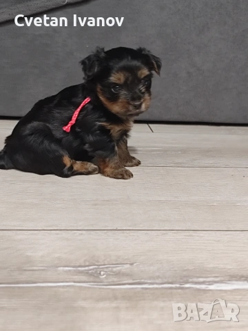 Йоркширски териер 