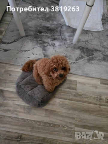 Пудел той мини, снимка 2 - Пудели - 52616820