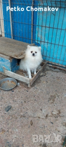 померан, снимка 5 - Померан - 52593351