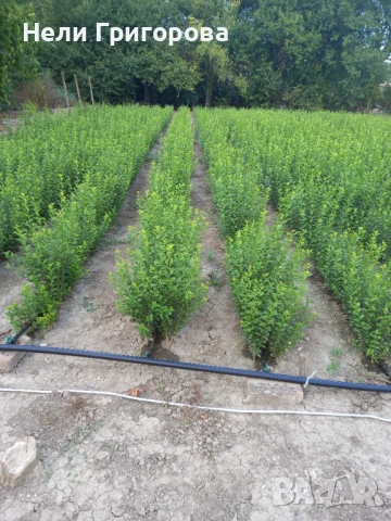 Лигустрем за жив плет, снимка 1