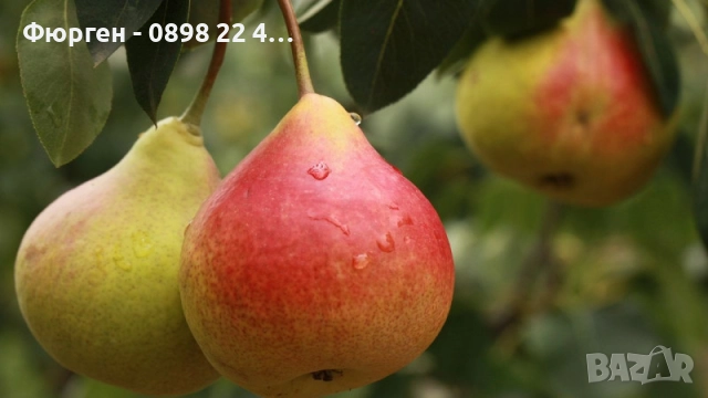  Плодни дръвчета, снимка 17 - Разсади - 52508208