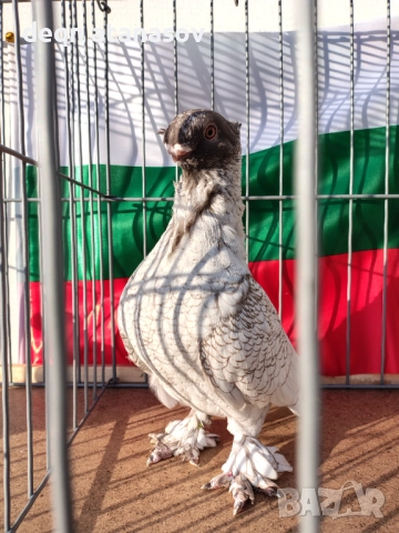 Блондинети, снимка 3 - Гълъби - 51871308