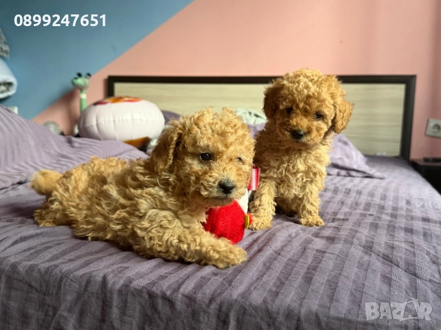 Пудел той , снимка 4 - Пудели - 52774395