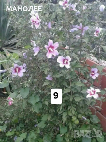 💐💐💐💐50 РЕЗНИКА В ЕДИН ПАКЕТ /видове по избор/ ЗА 10 € 💐🎁🪷🌞, снимка 10 - Градински цветя и растения - 53230275