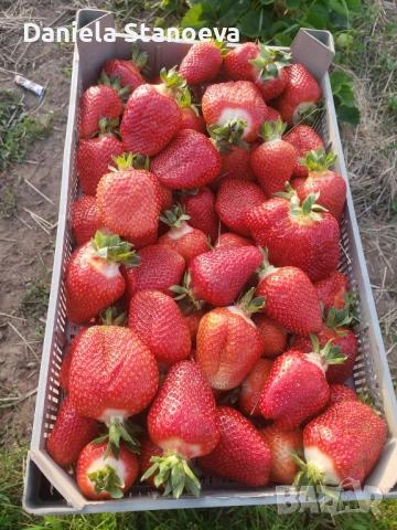 Разсад ягоди  , снимка 2 - Разсади - 53576923