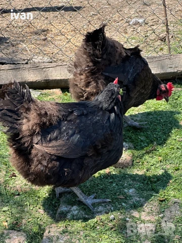 Австралорп , снимка 6 - Кокошки и пуйки - 51169755