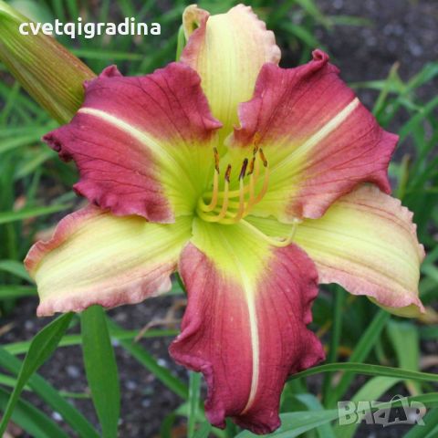 Hemerocallis Mike Reed(Хемерокалис Майк Рийд), снимка 2 - Градински цветя и растения - 46200941