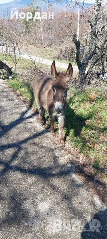 Продавам мъжко магаре , снимка 3 - Други животни - 54139822