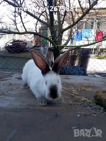 Кръстоска цика с калифорнийски , снимка 5 - Други - 53753373