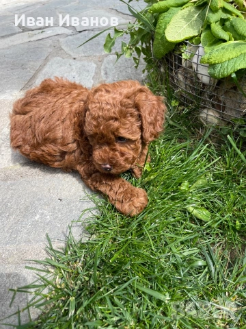 Той мини пудел, снимка 6 - Пудели - 54253460