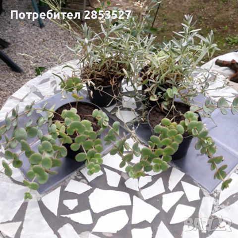 Комплект /Рожец и Седум японска коприна, снимка 1 - Градински цветя и растения - 45952161