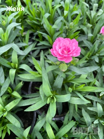 Мини карамфил, снимка 4 - Градински цветя и растения - 53357037