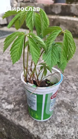 Продавам растения Дива лоза (Parthenocissus quinquefolia), снимка 1