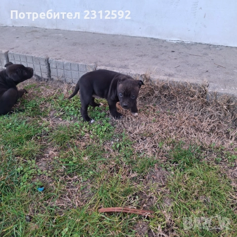 Продават се питбулчета!, снимка 9 - Питбул - 53116907