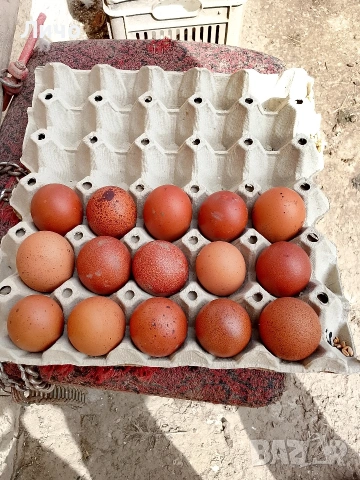 продавам яйца 