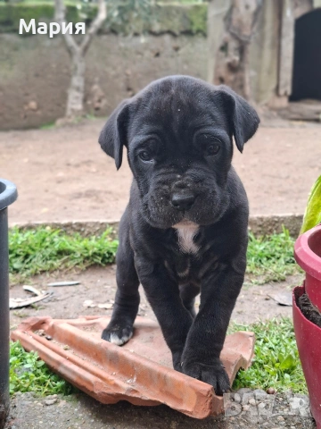 Кане Корсо- Италиано, снимка 9 - Кане корсо - 53401347