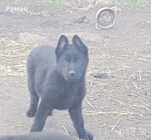 Черна немска овчарка , снимка 5 - Немска овчарка - 53266000