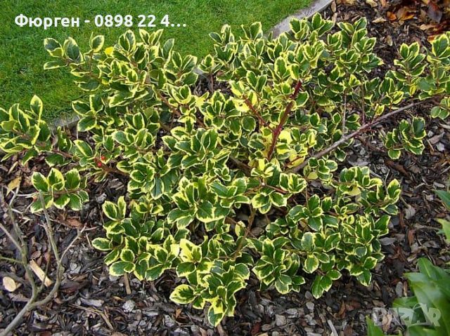 Илекс/Джел (Златен крал) -ilex altaclerensis golden king, снимка 7 - Разсади - 45894027