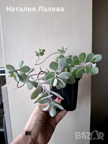 Каланхое Пумила,  Kalanchoe pumila, снимка 2 - Стайни растения - 53591442