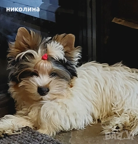 продавам йоркширски териери , снимка 9 - Йоркширски териер - 53470966