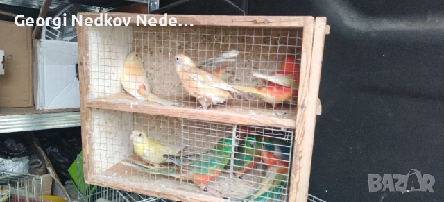 Продавам пойни папагали , снимка 4 - Папагали - 53620175