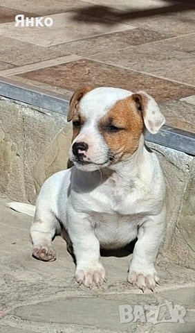 Джак-Ръсел териер