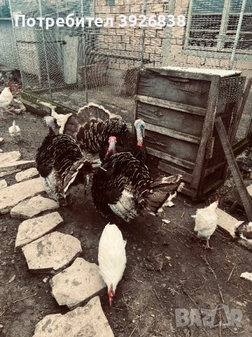 продавам пуяци