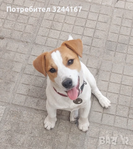 Джак Ръсел, снимка 7 - Джак ръсел териер - 51026887