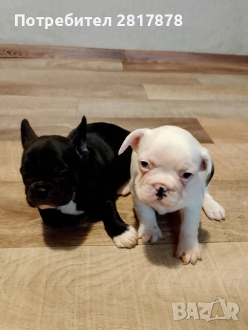 френски булдочета , снимка 6 - Френски булдог - 53405484