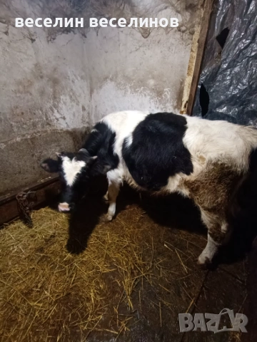 Две телета , снимка 4 - Крави - 53405819