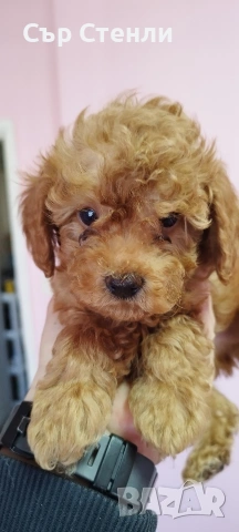 Той пудел 🐩 мъжки , снимка 4 - Пудели - 53993442