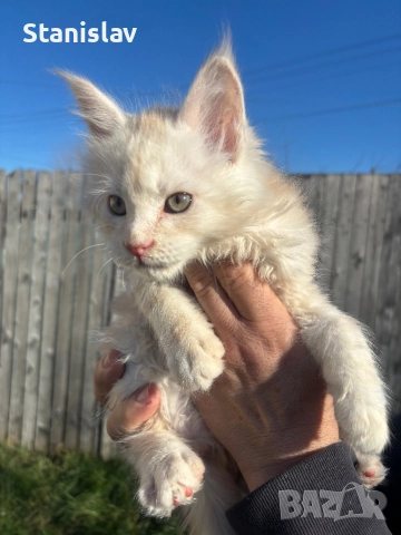 Мейн Куун, снимка 2 - Мейн кун - 52949386