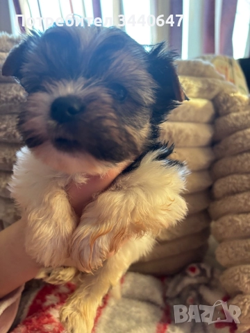 Мъжко йорки, снимка 15 - Йоркширски териер - 52553604