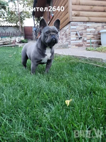 Син Френски булдог(Blue french bulldog), снимка 8 - Френски булдог - 47862003