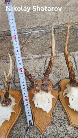 Трофей. Съръндак , снимка 6 - Декорация за дома - 53440688