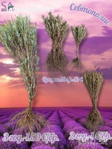 Лавровишна – Вечнозелен Храст за Жив Плет | В Контейнери, снимка 8 - Градински цветя и растения - 42641155