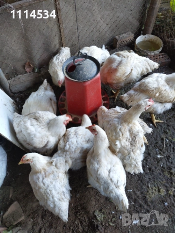 Домашни пилета бройлери, снимка 2 - Кокошки и пуйки - 52429221