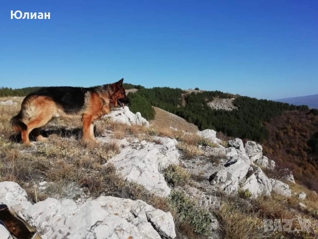 Елитна мъжка немска овчарка, снимка 7 - Немска овчарка - 52344385