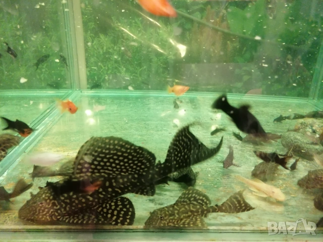 Продавам голями риба червен Папагал, анциструси, Птеригоплихт , снимка 4 - Рибки - 53234791