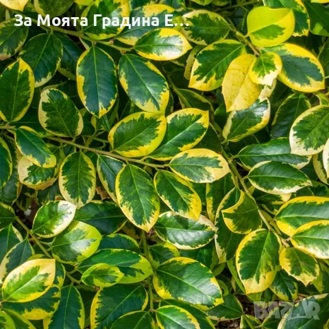 Илекс Храст , снимка 5 - Градински цветя и растения - 49492503