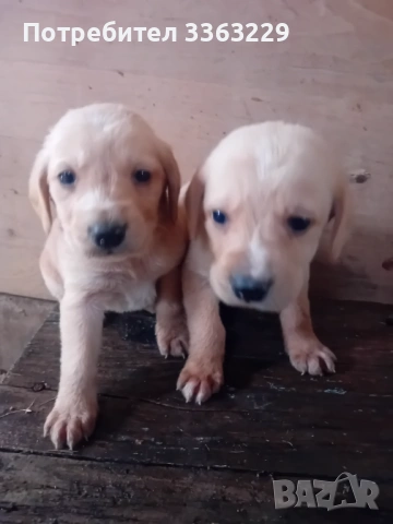 Продавам кокерчета , снимка 7 - Кокер шпаньол - 54271256