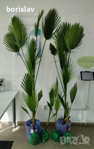 Студоустойчива Палма Трахикарпус, снимка 12 - Стайни растения - 14936682