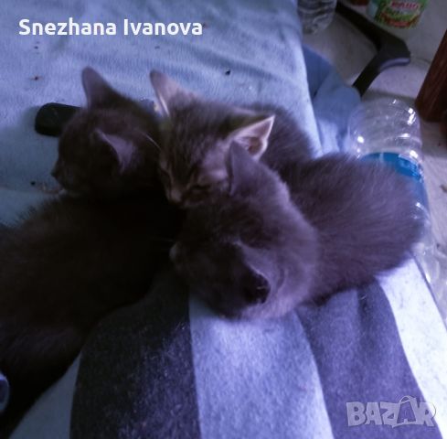 две сиви котенца момичета търсят семейство , снимка 4 - Руска синя котка - 45626946