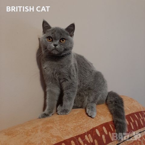 Британски късокосмести котета чистокръвни, снимка 6 - Британска късокосместа - 46288107