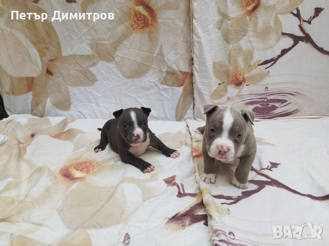 американско були покет , снимка 11 - Други - 54234473