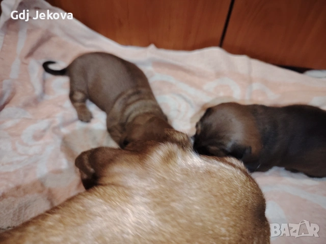 Дакел , снимка 8 - Дакели - 54300851