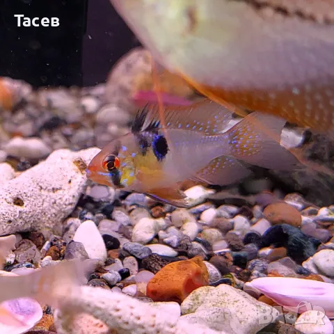 Рамирези, снимка 1