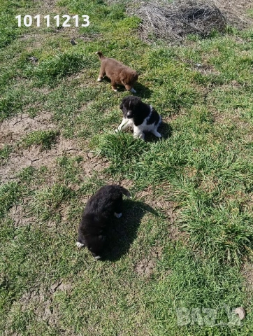 Малки Каракачанки, снимка 4 - Каракачанска овчарка - 53908715